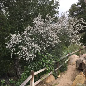 Ceanothus megacarpus, Desert Section