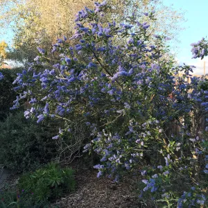 Ceanothus â€˜Ray Hartman' in Betsy Collins garden