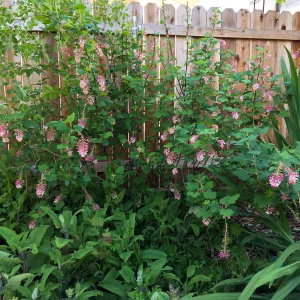 Ribes â€˜Spring Showers' in Betsy Collins garden