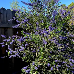Ceanothus â€˜Sierra Blue' in Betsy Collins garden