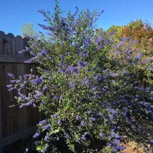 Ceanothus â€˜Sierra Blue' in Betsy Collins garden