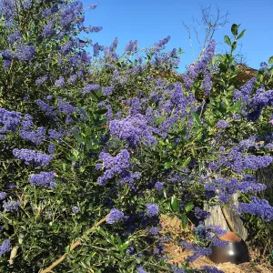 Ceanothus â€˜Sierra Blue' in Betsy Collins garden