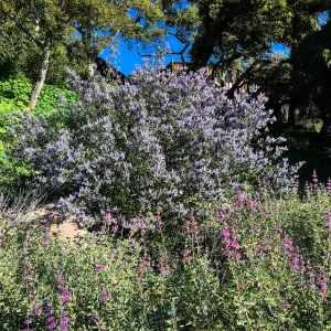 Ceanothus oliganthus in Tunnel Road Triangle
