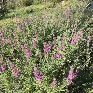 Salvia â€˜Amythyst Bluff' in the Tunnel Road Triangle