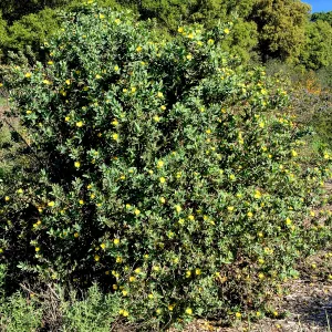 Dendromecon harfordii in the Tunnel Road Triangle