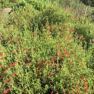 Gambeilia â€˜Firecracker' in the Tunnel Road Triangle