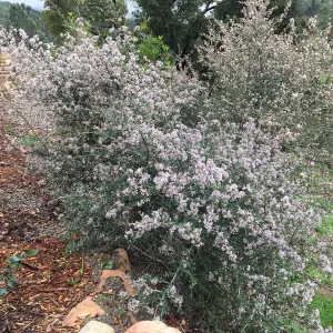Ceanothus cuneatus v. ramulosus volunteer near Pritzlaff Conservation Center