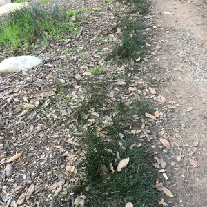 Juncus balticus, 68-63 in N 27