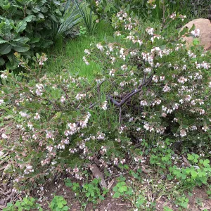 Acrtostpahylos â€˜White Lanterns'