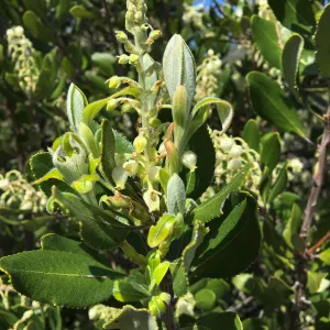 Comarostaphylos diversifolia