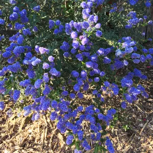 Ceanothus â€˜Concha'