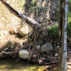 Below Mission Dam after the January 20 rainstorm