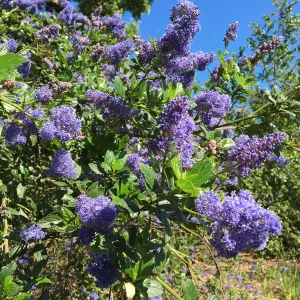 Ceanothus (California Lilac), Porter Trail