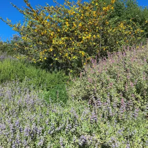 Fremontia (flannelbush) and Salvia (sage), Porter Trail