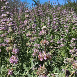 Salvia (Sage) leucophylla, Porter Trail