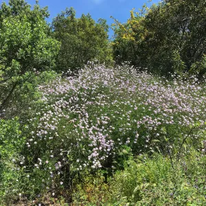 Verbena â€˜Paseo Rancho', Porter Trail