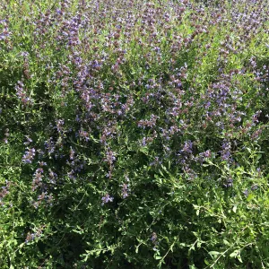 Salvia â€˜Emerald Cascade', Porter Trail