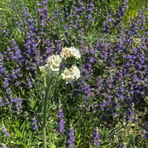 Salvia â€˜Bees Bliss' and Phacelia, Porter Trail
