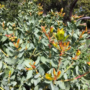 New growth on Arctostaphylos glauca in Meadow
