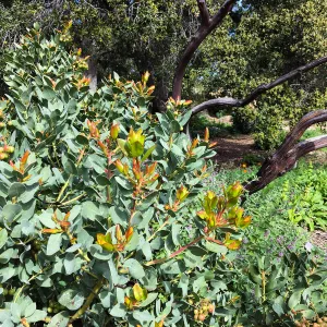New growth on Arctostaphylos glauca in Meadow