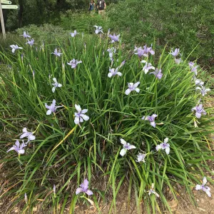 Iris douglasiana, Meadow View