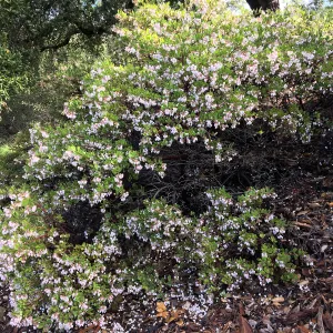 Arctostaphylos â€˜Ken Taylor' above Mission Canyon Road crosswalk