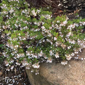 Arctostaphylos â€˜Ken Taylor' above Mission Canyon Road crosswalk