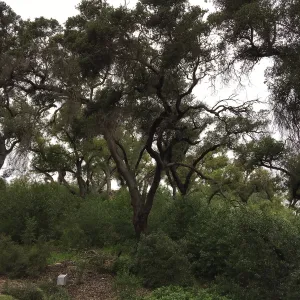 Oak woodland behind Centennial Maze