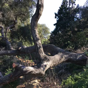 Fallen oak (Coastal Live Oak) by Teahouse