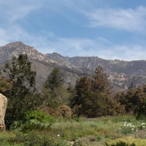 Meadow and scorched mountains after Jesusita Fire