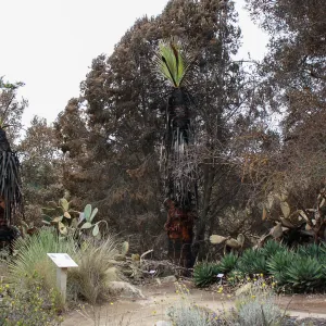 Desert Section after Jesusita Fire
