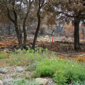 Meadow View after Jesusita Fire