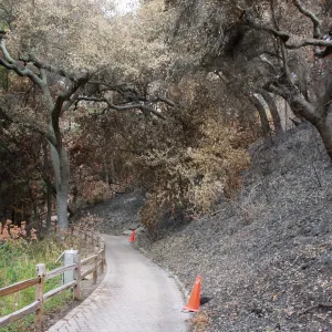 Redwood Trail after Jesusita Fire