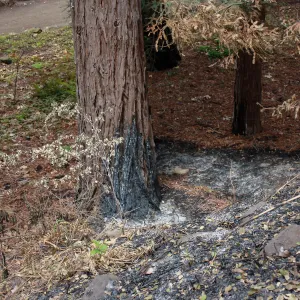Burn edge in Redwood Section after Jesusita Fire