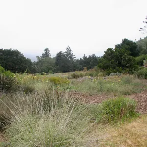 Meadow, looking north