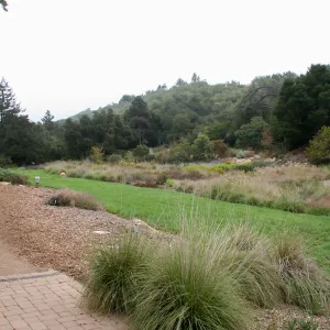 Meadow