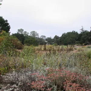 Meadow looking south from top of Meadow