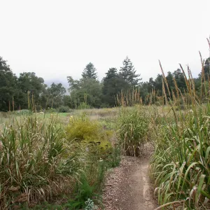 View from Holton Bench area across Meadow towards north