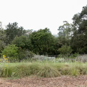 Panoramic view of west side of Meadow from east side