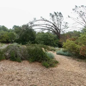 Leaning Gray Pine at east side of Meadow
