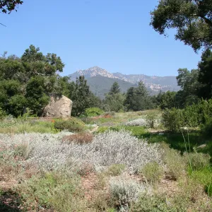 Groundcover Section and Meadow