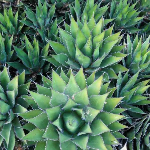 Agaves