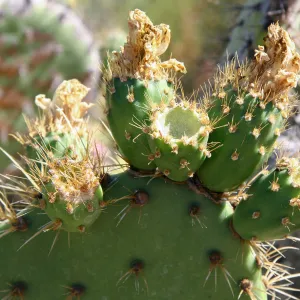 Opuntia (Prickly-pear)