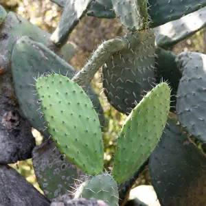 Opuntia (Prickly-pear)