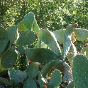 Opuntia (Prickly-pear) in Desert Section