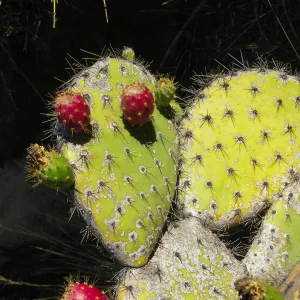 Opuntia (Prickly-pear) in Desert Section