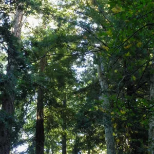 Redwood Section