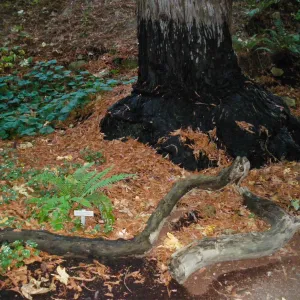 Redwood Section