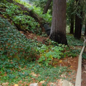 Redwood Section