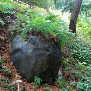 Redwood Section